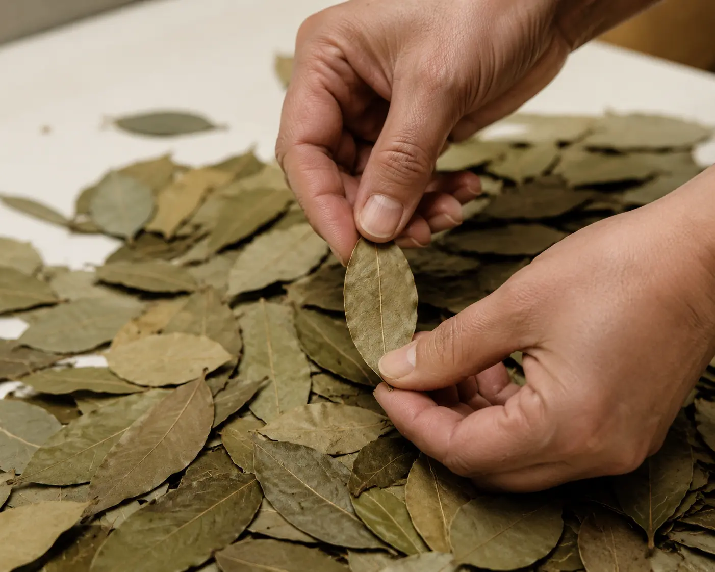 Sélection manuelle de feuilles entières de laurier séchées